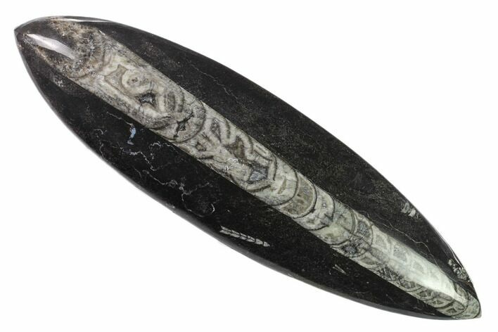Polished Fossil Orthoceras (Cephalopod) - Morocco #138365